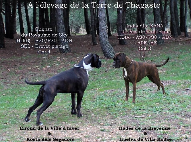 De La Terre De Thagaste - 2016 - Les 1ers chiots de la Terre de Thagaste 