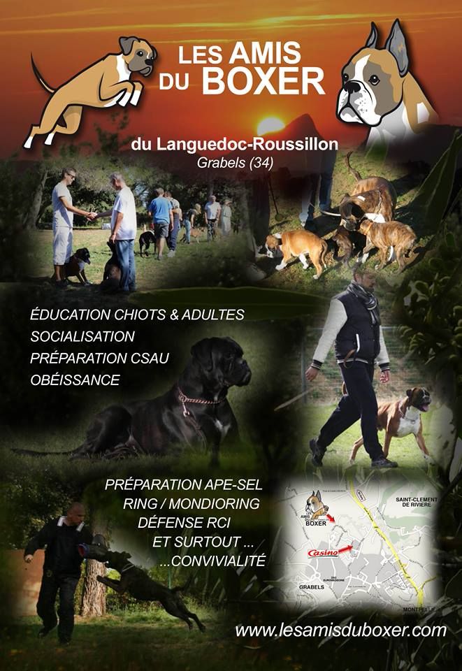 Club d'éducation canine 