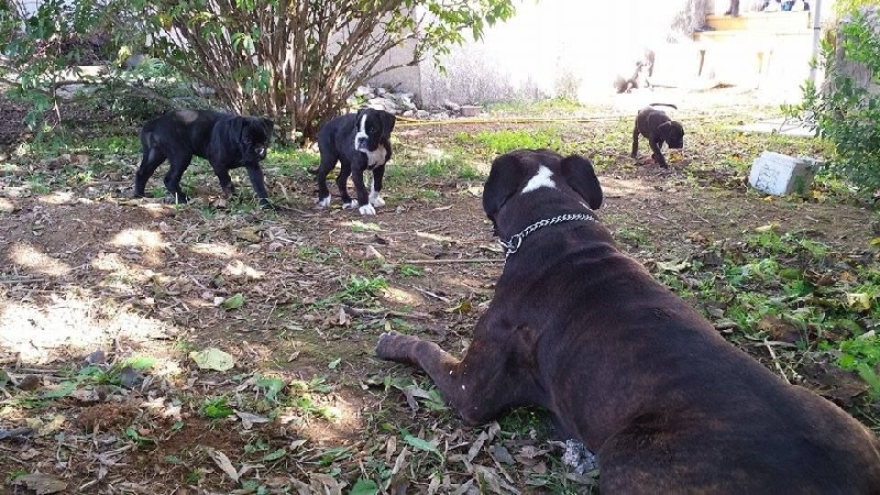 Kana, Guenzo & leurs chiots 